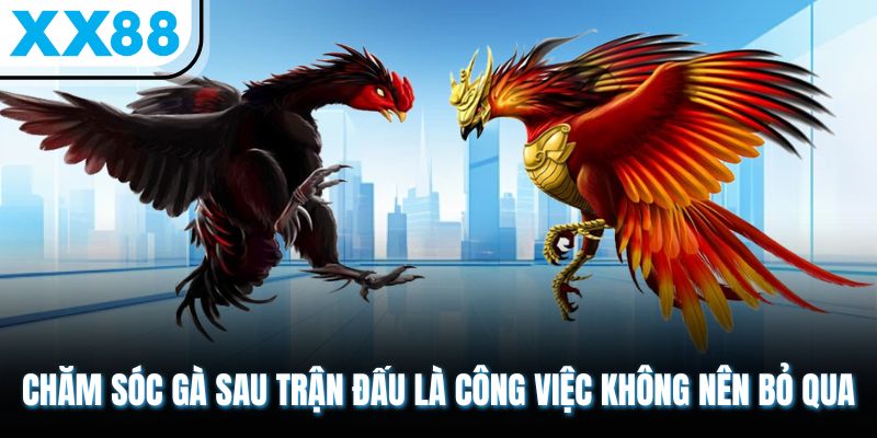 Sổ Tay Chăm Sóc Gà Sau Trận Đấu Hồi Phục Thể Lực Thần Tốc 1 Chăm sóc gà sau trận đấu là công việc không nên bỏ qua
