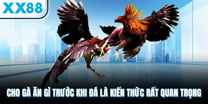 Cho Gà Ăn Gì Trước Khi Đá Vừa Khỏe Mạnh Vừa Chiến Đấu Tốt? 1 Cho gà ăn gì trước khi đá là kiến thức rất quan trọng
