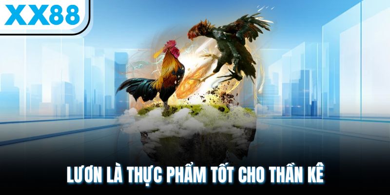 Cho Gà Ăn Gì Trước Khi Đá Vừa Khỏe Mạnh Vừa Chiến Đấu Tốt? 2 Lươn là thực phẩm tốt cho thần kê