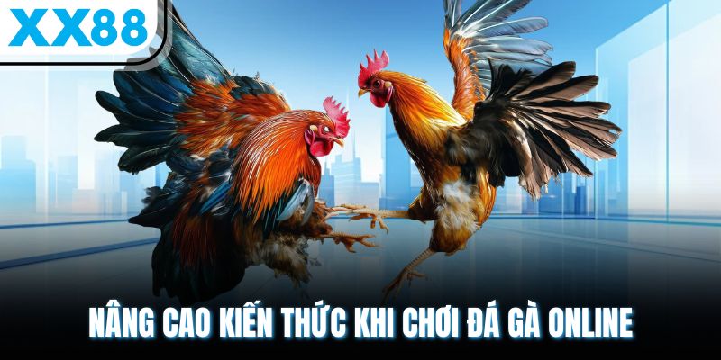 Kinh Nghiệm Coi Vảy Gà - Bí Quyết Chọn Lựa Siêu Hấp Dẫn 2 Nâng cao kiến thức khi chơi đá gà online